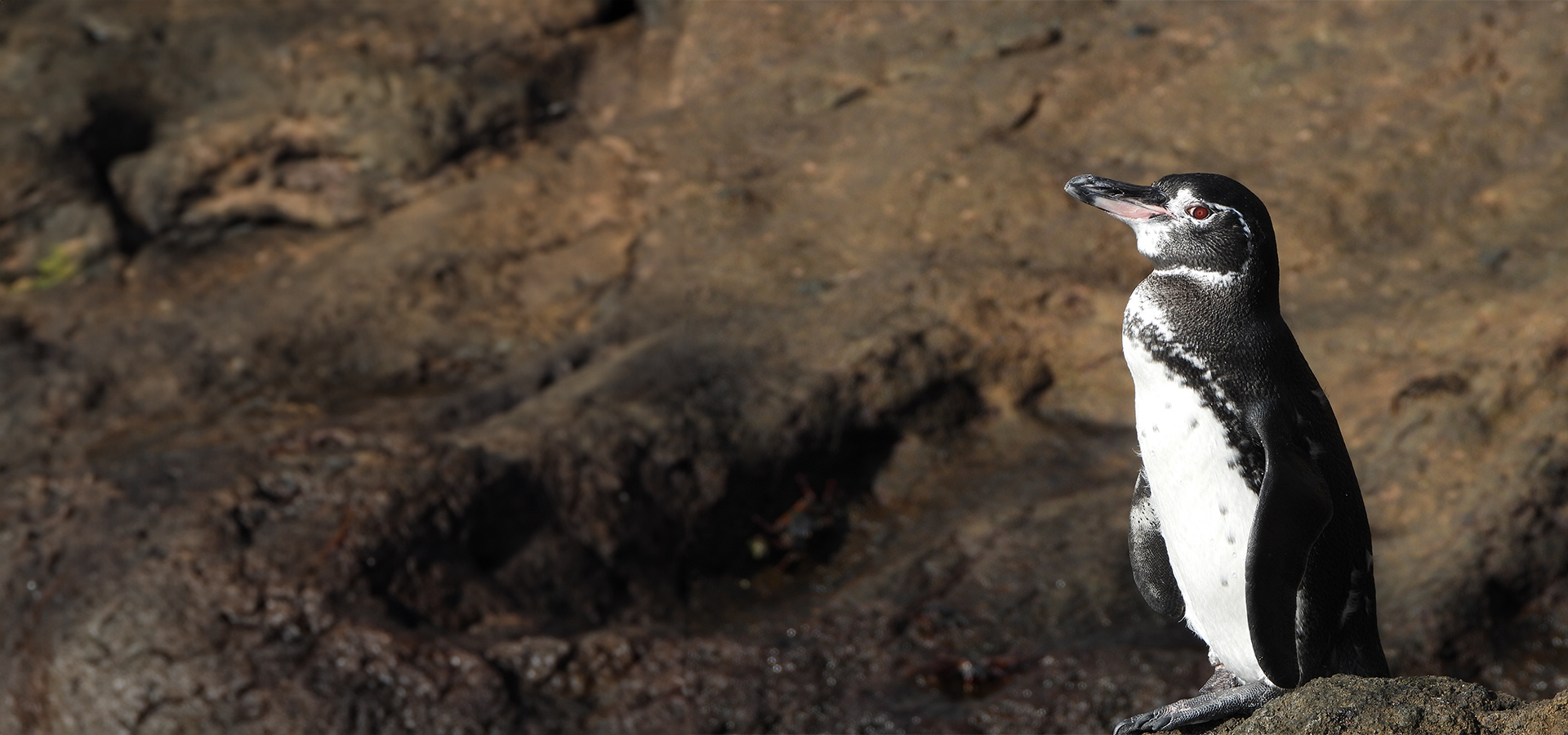 galapagos-info.img_banner