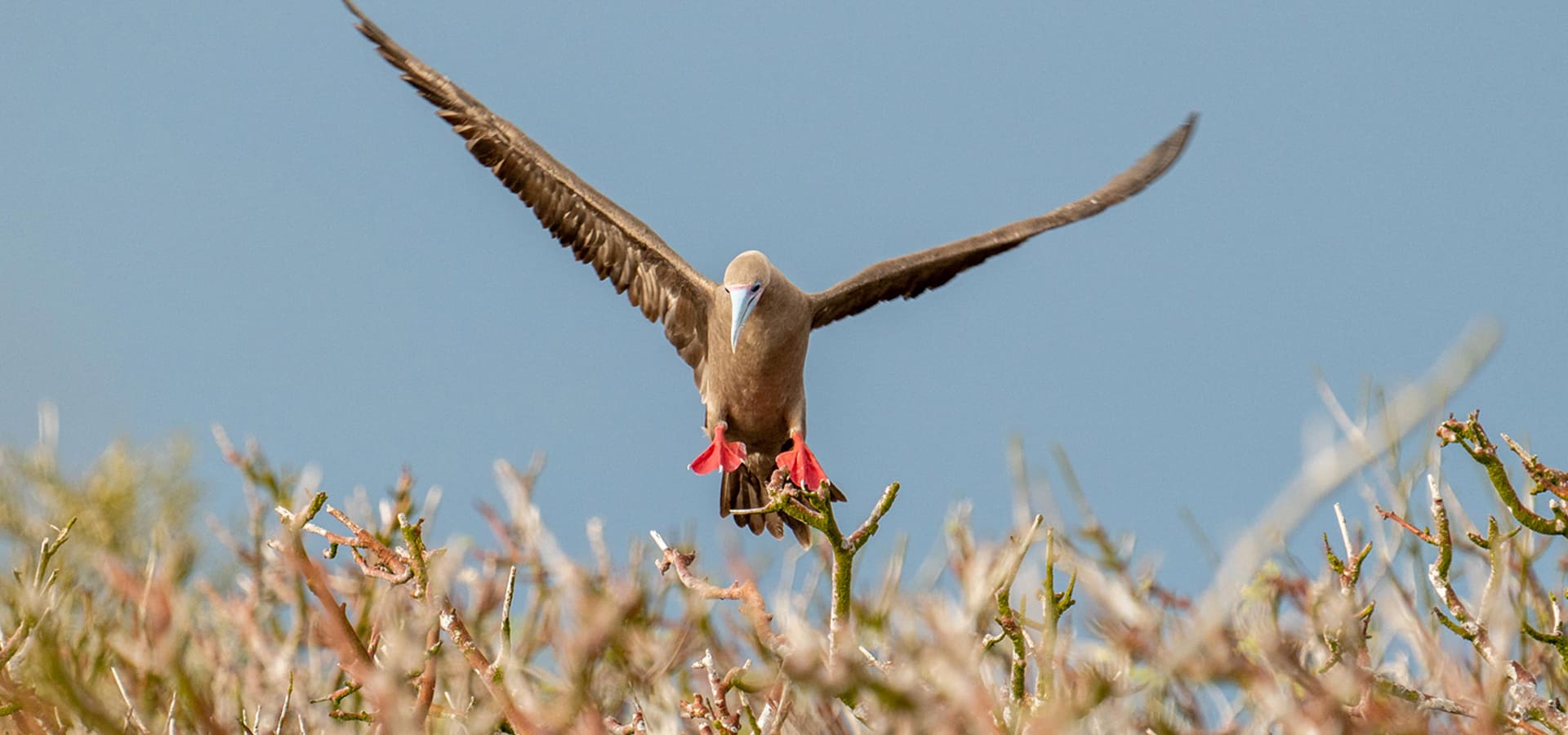 galapagos-info.img_banner