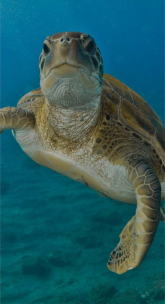 Discover the marine life of the Galapagos tortoises