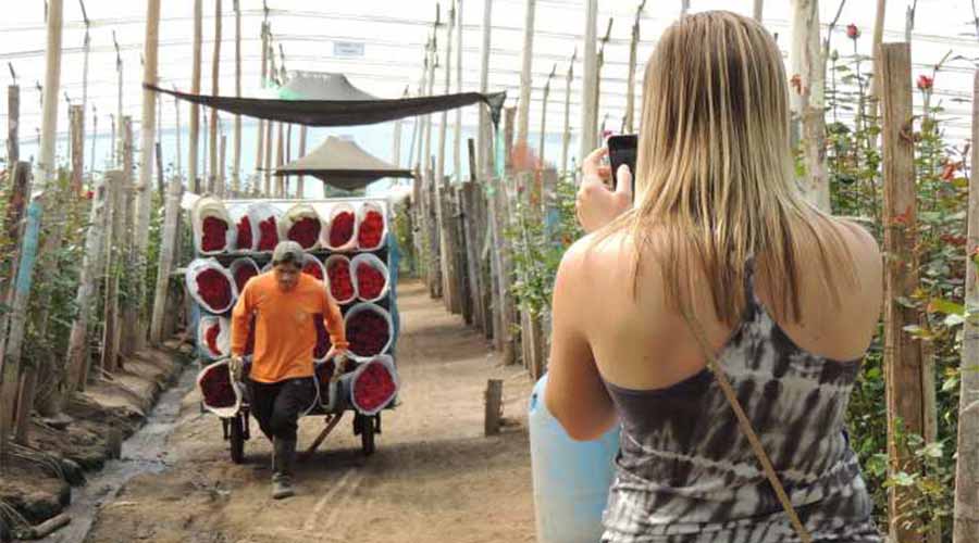visit a rose-growing company in the Ecuadorian Andes.