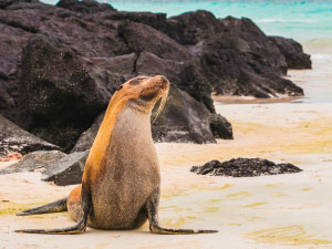 sea lion