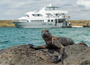 An intrepid and romantic marriage proposal in the Galapagos deep Iguana With Boart Botton