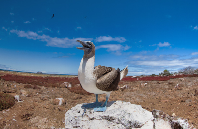 Blue Footed Booby: Reasons to return to the Galapagos Islands