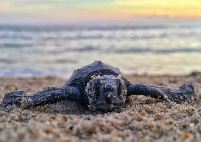 Baby Turtle on the Beach: Reasons to return to the Galapagos Islands