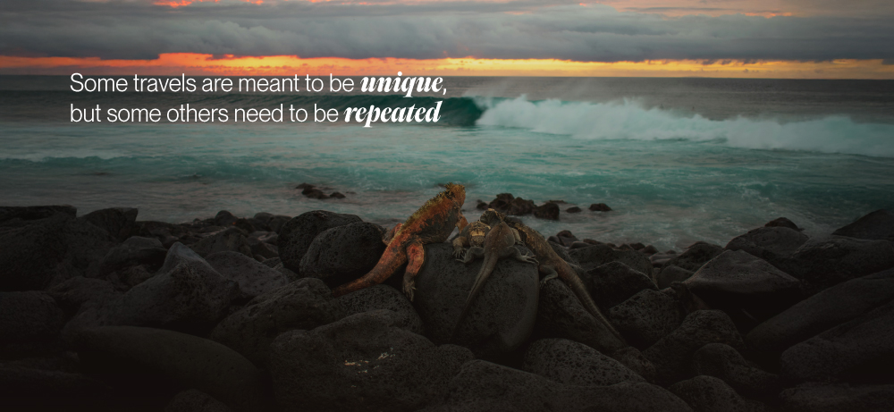 Marine Iguana at Sunset on Lava rocks: Reasons to return to the Galapagos Islands